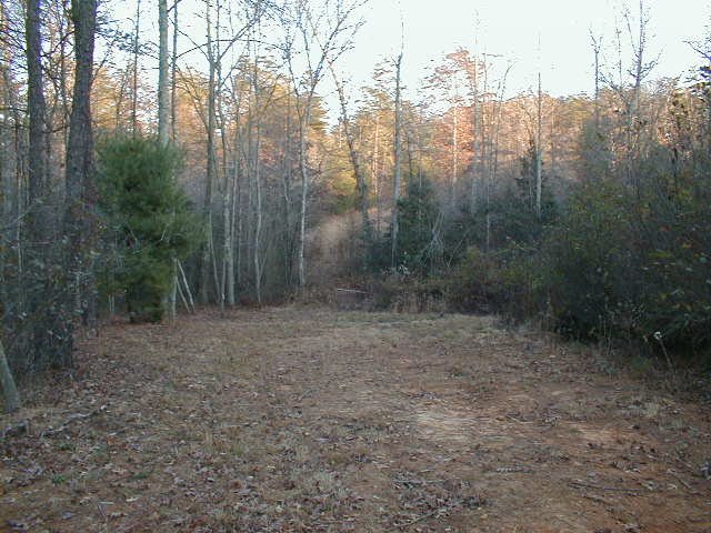 picture1.jpg (81654 bytes)
