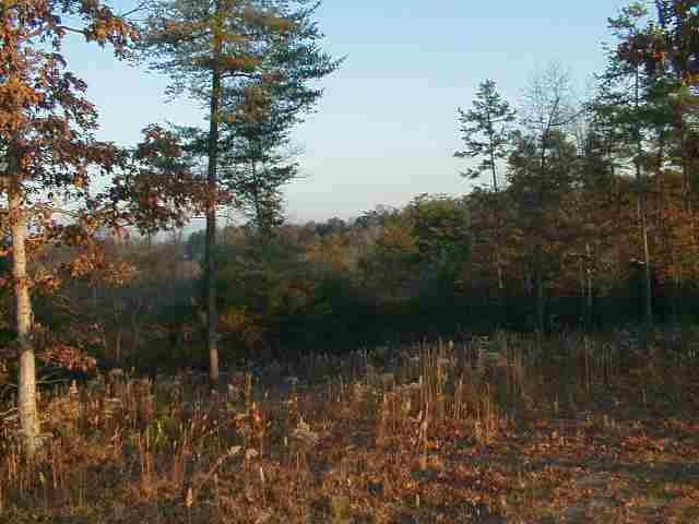picture4.jpg (25013 bytes)